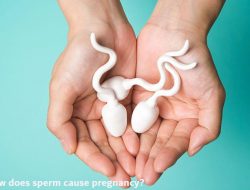 چطوری اسپرم باعث حاملگی میشه؟